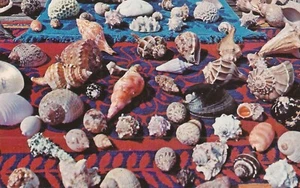 FLORIDA SEASHELLS - Picture 1 of 2