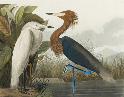 John James Audubon Purple Heron Canvas Print 16 x 20 Foto 1 de 4