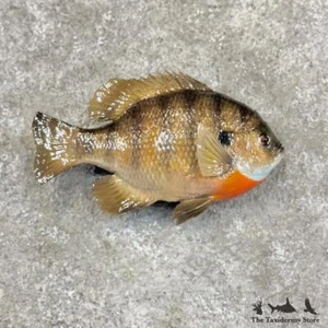 #30073 EL | 10" Bluegill Freshwater Taxidermy Fish Mount For Sale - Picture 1 of 5