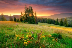 VLIES Fototapete-BLUMEN-WIESE-(5383S)-Lavendel Feld Bäume Park Wald See Gebirge - Bild 1 von 1