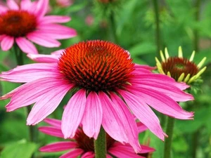 SAMEN Ein wunderschöner Sommerblüher die Echinacea purpurea, der Sonnenhut ! - Bild 1 von 1