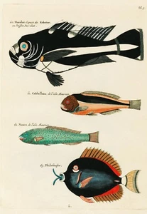 Vintage Colourful Surreal Fish Louis Renard Poster Wall Art Print A3 A4 A5 - Picture 1 of 7