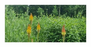 180x Fackellilie rotgelb Kniphofia uvaria Garten Pflanzen - Samen K317 - Picture 1 of 5