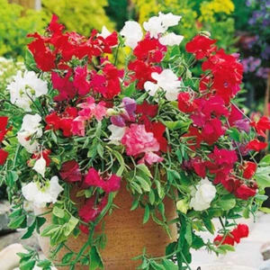 50 Samen Edelwicke Cupid MIX Lathyrus odoratus ZWERG DUFTWICKE DWARF SWEET PEA - Imagen 1 de 3