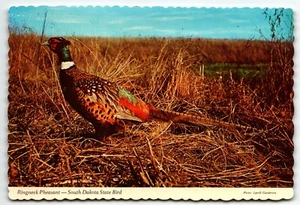 Ringneck Pheasant South Dakota State Bird Chrome Postcard SD UNP - Picture 1 of 2