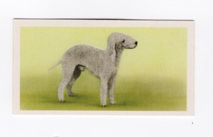 Priory Tea Dog Card 1957. Bedlington Terrier