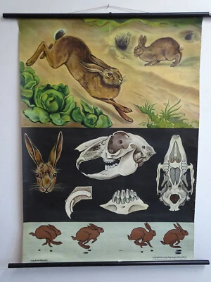 V0327 Lehrtafel - Schultafel - Lehrmittel - Der Hase - Feldhase - Bild 1 von 4