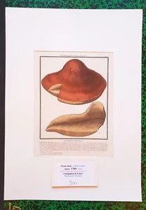 XVIII ème - P Bulliard - Champignon de la France - Superbe Gravure n°210 - 1784 - Bild 1 von 1