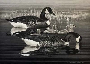 Alderson Magee - Federal Duck Stamp Print 1976 - S/N Lithograph - Signed - MINT - Bild 1 von 1