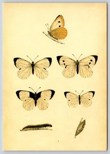 Postal Mariposa Historia Natural Lepidópteros Botánicos Mariposas Amarillentas - Imagen 1 de 2