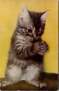 Postal animal PRETTY PLEASE Begging Kitten c1955 - Imagen 1 de 2