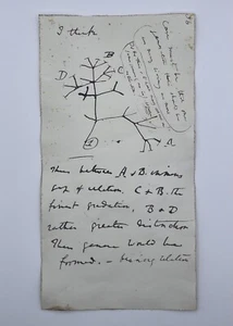 Charles Darwins Baum des Lebens Skizze Reproduktion Druck Theorie der Evolution - Bild 1 von 6
