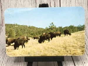 Buffalo Bison in Hot Springs National Park and Wind Cave National Park Postcard - Picture 1 of 4