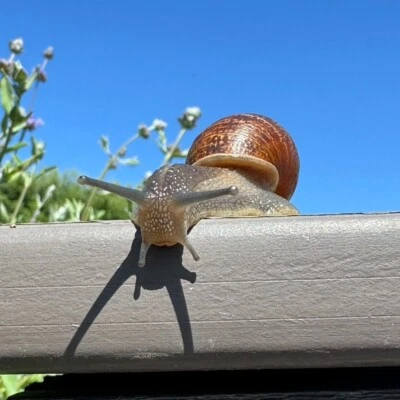 Live Land Brown Garden Snails Pet Cornu aspersum Large - Image 1 of 4