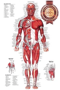 ANTERIOR MUSCULAR SYSTEM CHART ANATOMICAL DIAGRAM ART PRINT PREMIUM POSTER - Foto 1 di 4