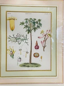 RARE 1890's HAND COLORED PAPAYA ENGRAVING - NO RESERVE! - Picture 1 of 3