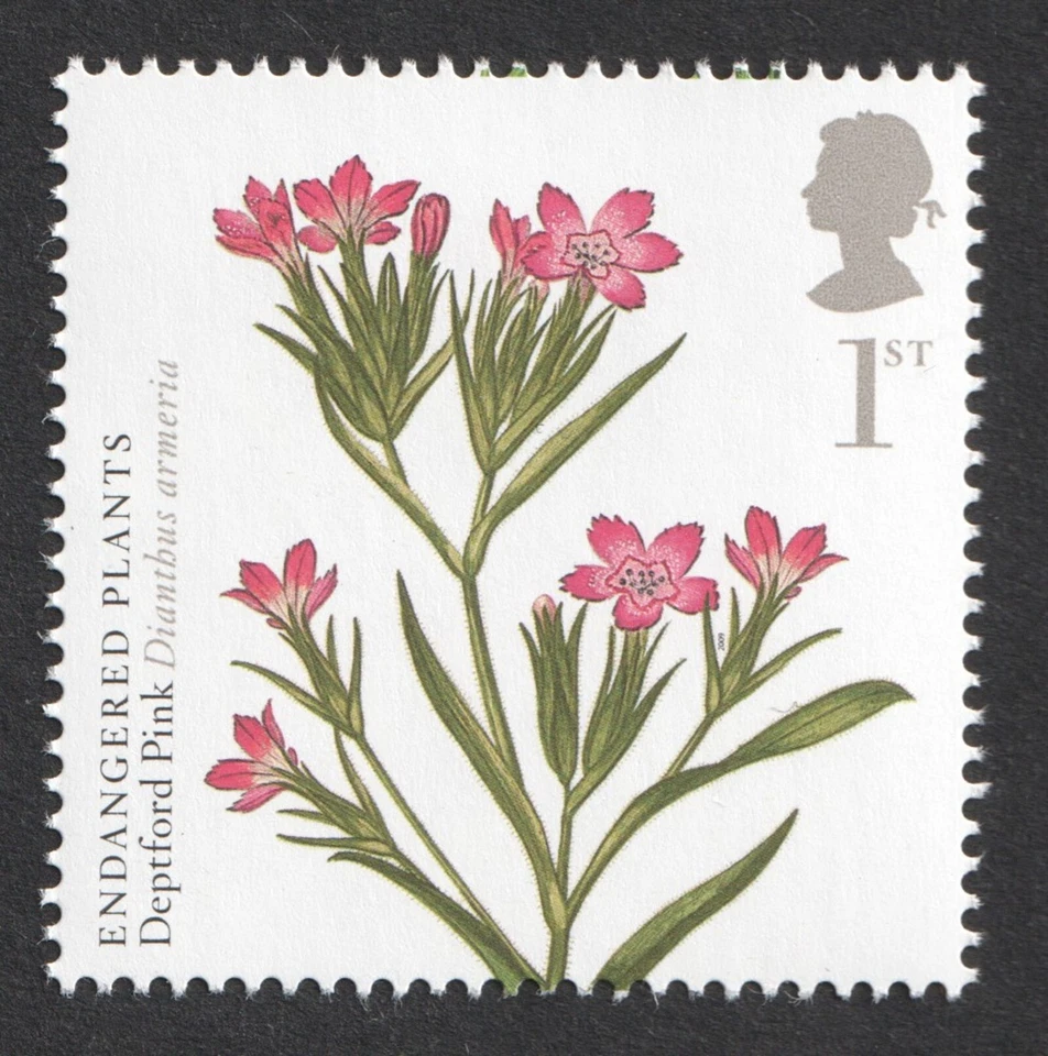 2009 GB 1st Deptford Pink. Endangered Plants. Action For Species - Image 1 of 1