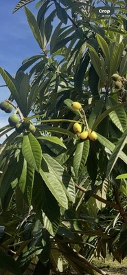 Loquat Tree Leaves 20 Fresh Picked Tea leaves or Soothing Japanese Plum leaves  - Image 1 of 4