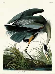 John James Audubon - Gran Garza Azul - Estampado Bellas Artes - 2 tallas disponibles - Imagen 1 de 1