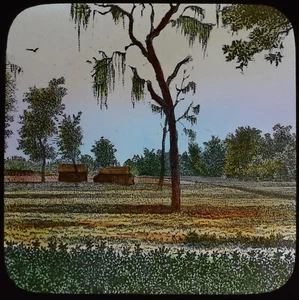 A COTTON FIELD TEXAS USA 1885 ANTIQUE HAND TINTED Magic Lantern Slide - Foto 1 di 3