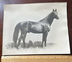 Horse portrait, Race or Show,  8x10 in. - Picture 1 of 2