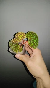 Very Rare Tropical Begonia Chlorosticta Good for Greenhouse, Terrarium, Cabinet - Picture 1 of 10