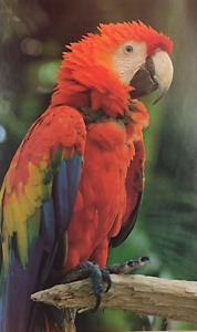 Affiche de photographie d'animaux sauvages perroquet croissant coloré 1982 10 1/4" X 14 1/2"