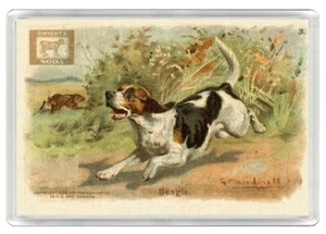 BEAGLE DOG SODA ADVERT ACRYLIC NOVELTY ART PRINT FRIDGE MAGNET GIFT - Picture 1 of 1