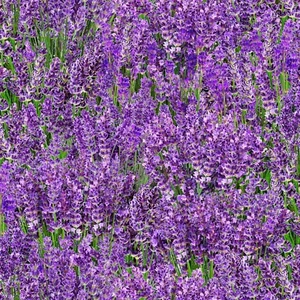Elizabeths Studio – Landscape Medley – Field – Lavender - 572E-LAV, Fabric BTY - Picture 1 of 2