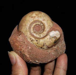 ERSTAUNLICHER AMMONIT!!! METALEGOCERATIDAE FOSSIL AUF MATRIX, AUS TIMOR, 45 MM - Bild 1 von 6
