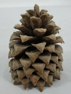Giant Pinecone - Picked From Vermont - Holiday Crafts Christmas Tree Arts - Picture 1 of 9