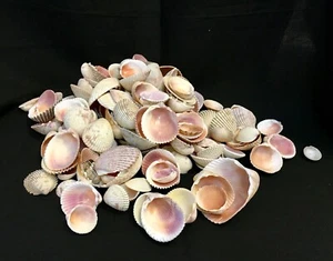 1.8 oz Mixed Sea Ocean Shells for Crafts or Home Decor Nautical Beach Decor  - Picture 1 of 10