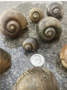 50 FLORIDA APPLE SNAIL SHELLS ALL ARE 1.0”- 4” WIDE A Variety of Sizes & Colors! - Picture 1 of 7