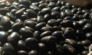 Black Kaunch Seeds Mucuna Pruriens Indian Velvet Bean Konch Beej 60g to 2Kg FS - Picture 1 of 3