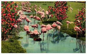 Florida Flamingos Birds Posted St. Petersburg FL 1940 Vintage Linen Postcard - Picture 1 of 3