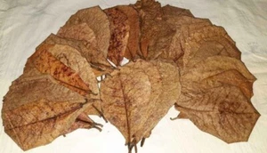 100pcs Natural Almond Leaves Fish Cleaning Treatment Aquarium Tank - Picture 1 of 2