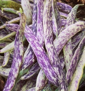 Dragon's Tongue Bean Seeds | Heirloom | Organic - Picture 1 of 5