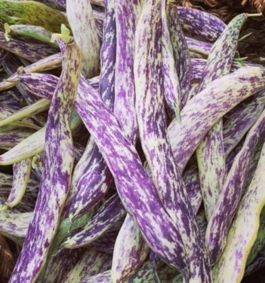 Dragon's Tongue Bean Seeds | Heirloom | Organic - Image 1 of 4