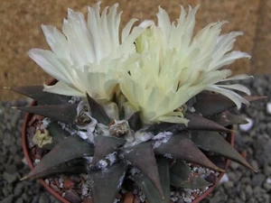 3h80 Ariocarpus trigonus XXL, pot 10 cm, 30 years old CITES IA - Picture 1 of 7