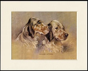 ENGLISH SETTER TWO DOGS HEAD STUDY LOVELY DOG PRINT MOUNTED READY TO FRAME - Picture 1 of 1