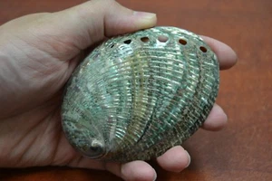 BEIDSEITIG POLIERT GRÜN ABALONE MUSCHEL STRAND DEKOR 3 1/2" - 4" #7951 - Bild 1 von 2