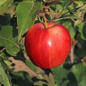 10 Graines de Pommier Commun, Malus domestica, Pommier Domestique - Imagen 1 de 4