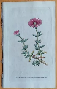Curtis Originaldruck Botanical Magazine Mesembryanthemum (No. 70) - 1790 - Bild 1 von 1