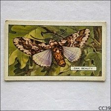 Gallaher Butterflies & Moths #12 Oak Beauty 1938 Cigarette Card (CC39)