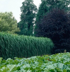 50 Stück Riesen Chinaschilf Elefantengras 3m Sichtschutz Hecke Pflanze Garten - Bild 1 von 5