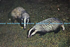 D010972 Badgers. Meles Taxus. The European Badger. John Pinder. J. Arthur Dixon