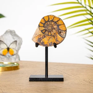 Fósil de hematita amonita sobre soporte (Cleoniceras sp) - Imagen 1 de 7