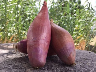 70 SEMI DI SCALOGNO FRANCESE ''ZEBRUNE'' + OMAGGIO - SPEDIZIONE GRATUITA - Immagine 1 di 2