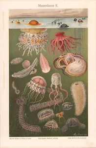 c1900 2 PAGES VARIETIES OF MARINE FAUNA CHROMOLITHOGRAPH 9.75" x 6.5" each - Picture 1 of 3