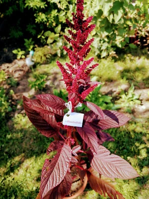 HUNDREDFOLD Hopi Red Dye Amaranth 500 Native Seeds Amaranthus cruentus, Vegetable & Flower